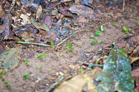 BELIZE NATURE VACATION