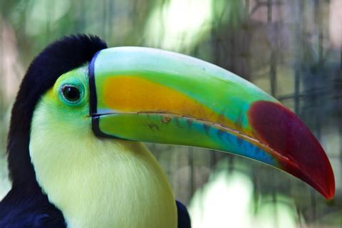 BELIZE BIRDWATCHING VACATION
