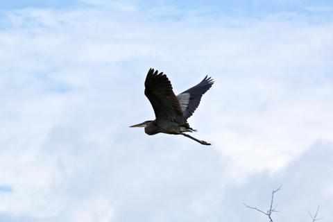 Vacaciones con Avistamiento de Aves en Belice