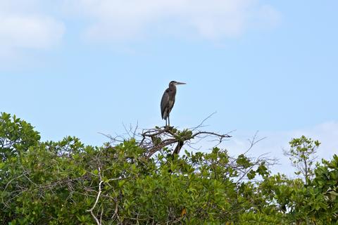 BELIZE BIRDWATCHING VACATION