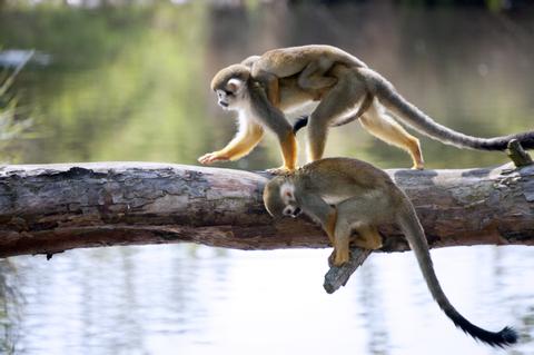 Costa Rica Family Vacations