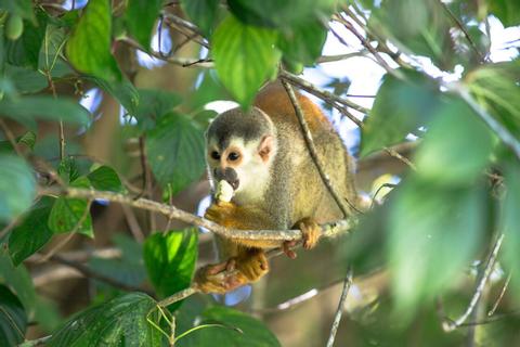 Rainforest Vacations In Costa Rica
