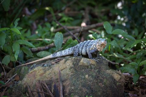 Rainforest Vacations In Costa Rica