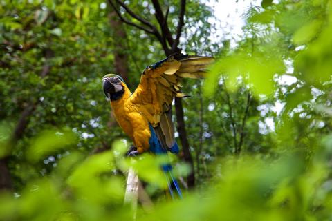 VACACIONES CON AVISTAMIENTO DE AVES EN ECUADOR