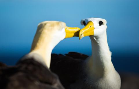 ECUADOR Bird Watching VACATION