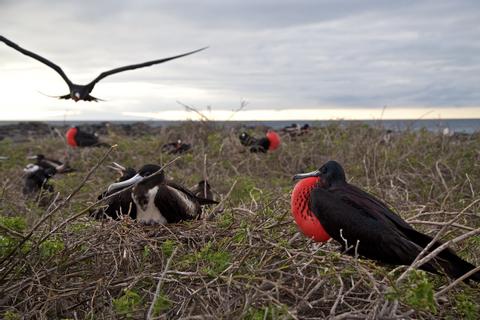 ECUADOR Bird Watching VACATION