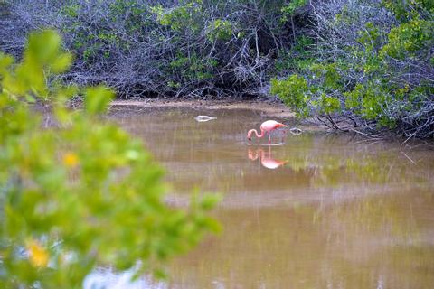 ECUADOR Bird Watching VACATION