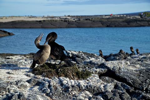 ECUADOR Bird Watching VACATION