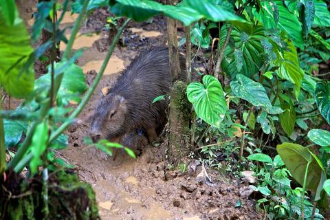 Ecuador RAINFOREST VACATION
