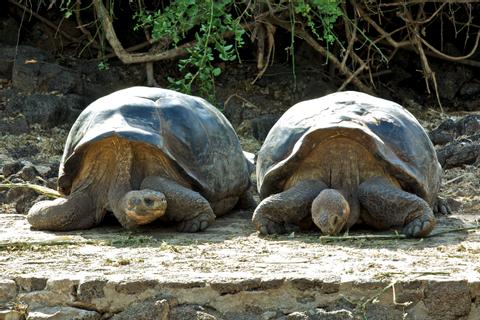 ECUADOR ROMANTIC VACATION