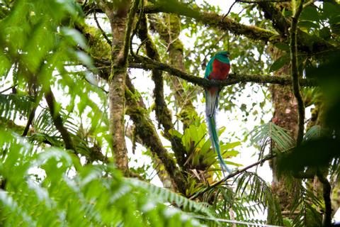 GUATEMALA BIRDWATCHING VACATION