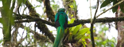 GUATEMALA BIRDWATCHING VACATION
