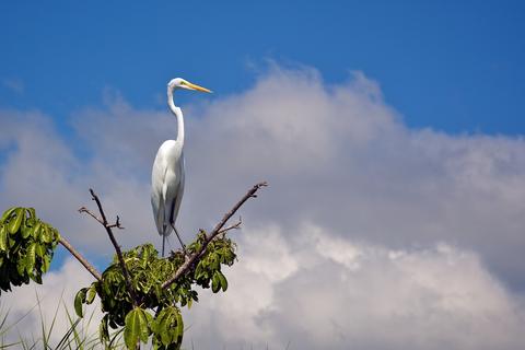 GUATEMALA BIRDWATCHING VACATION