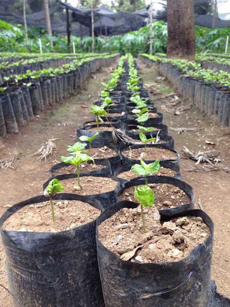 Guatemala Sustainable Vacations